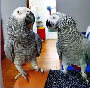 African Grey Parrot lifespan