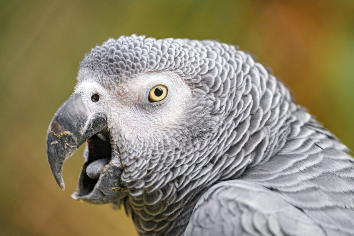 Are African Grey Parrots Loud