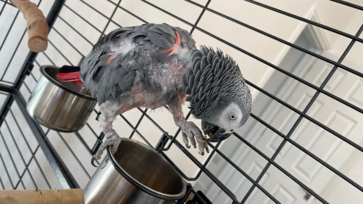 african grey parrot feather plucking