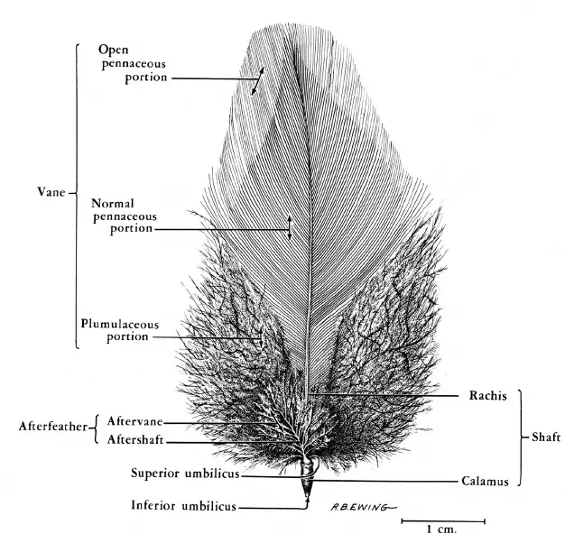 african grey parrot feather