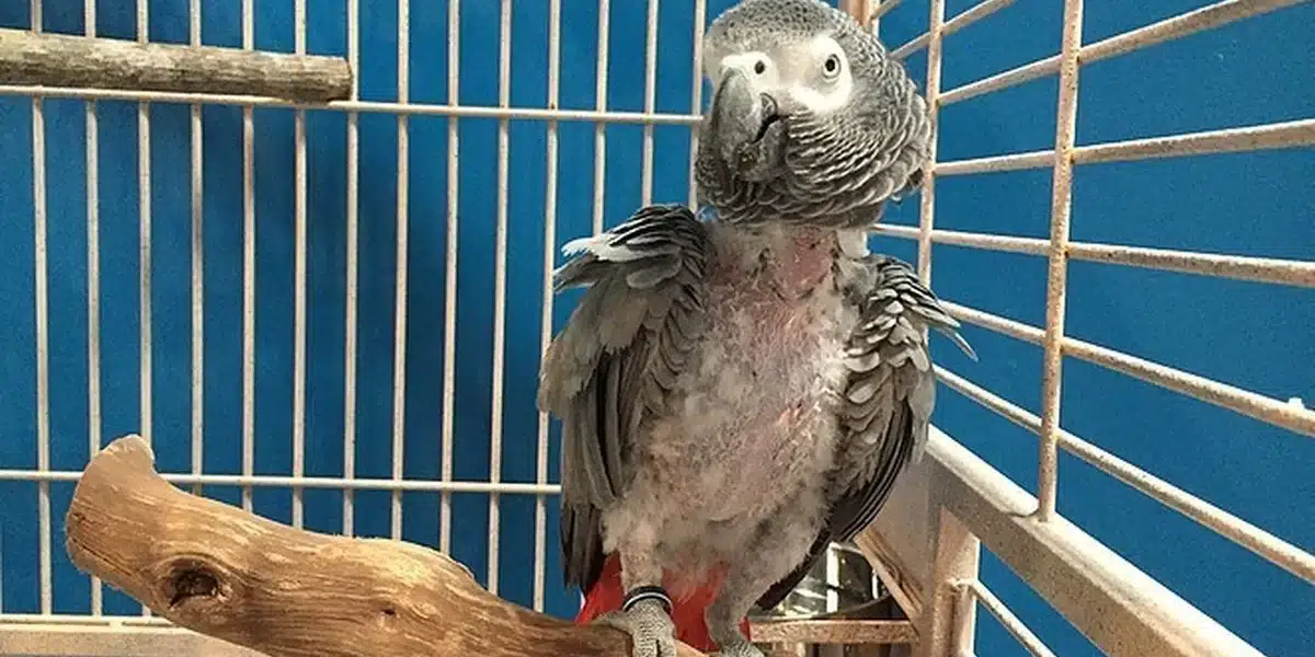 african grey parrot feather plucking