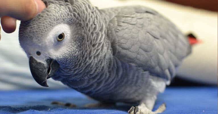 african grey parrot feather