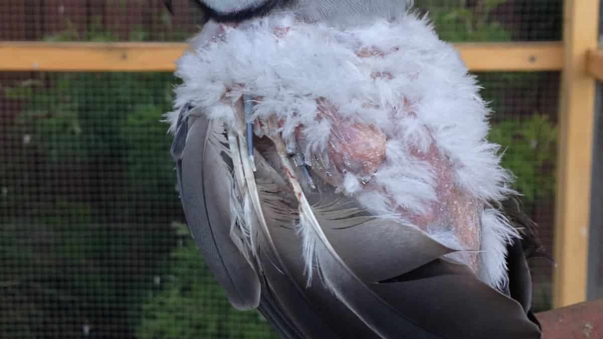 african grey parrot feather plucking