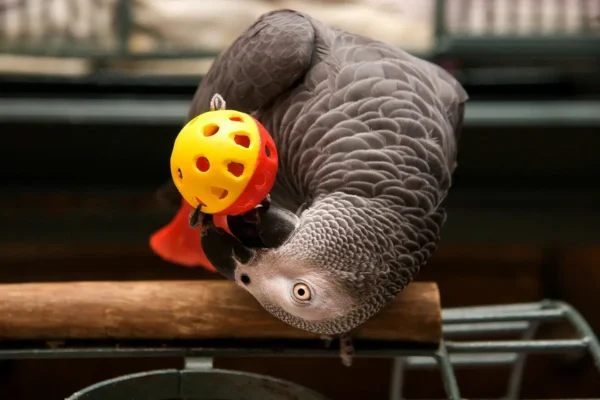intelligence of african grey parrot