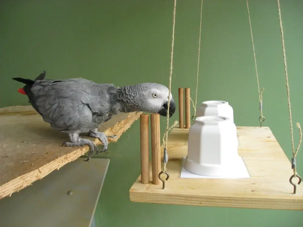 intelligence of african grey parrot