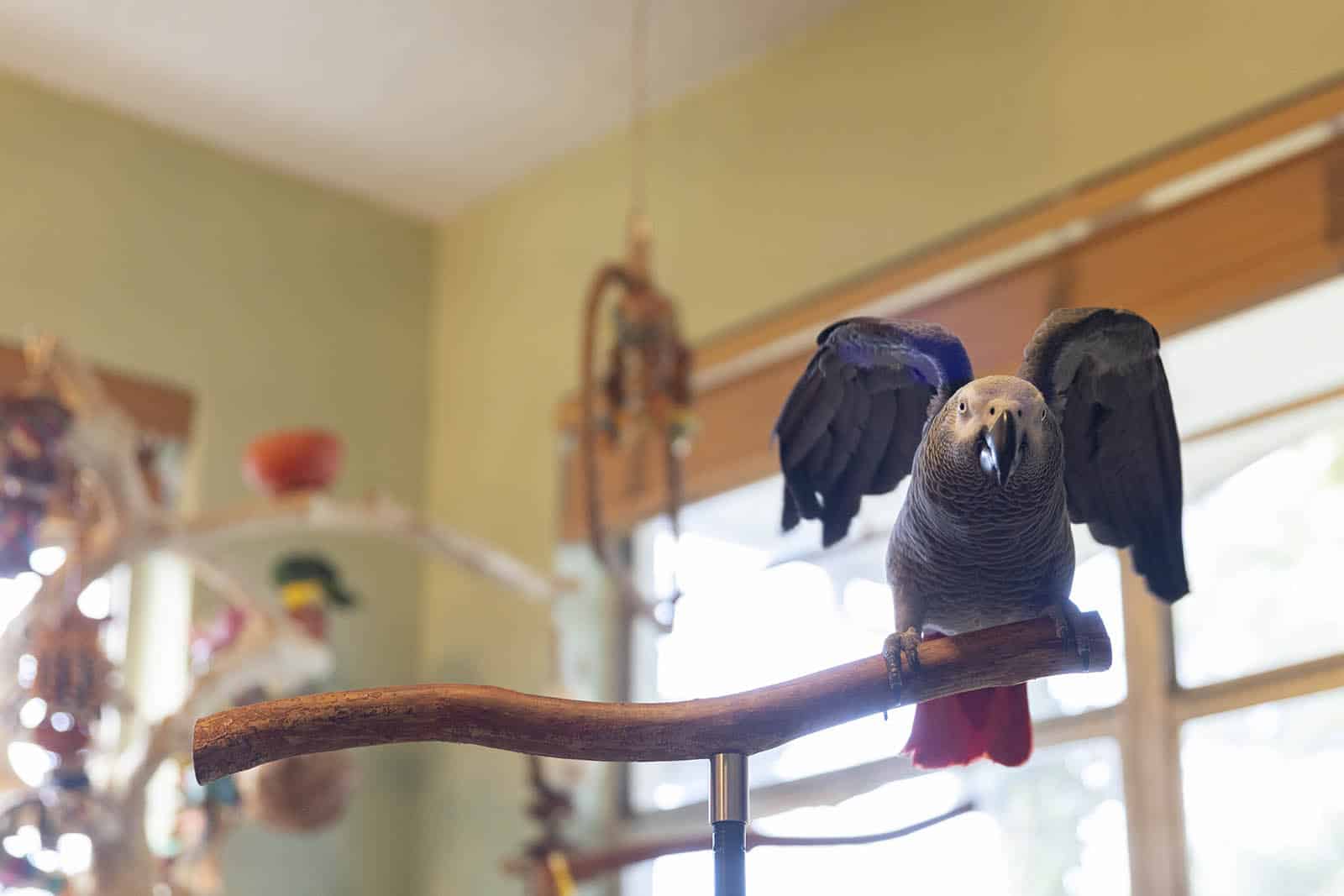 intelligence of african grey parrot