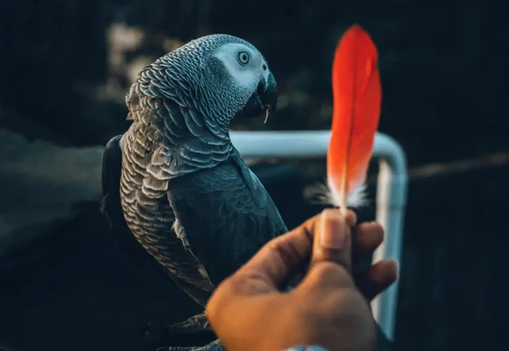 african grey parrot feather