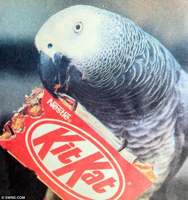 Oldest African Grey Parrot