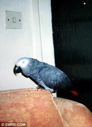 Oldest African Grey Parrot