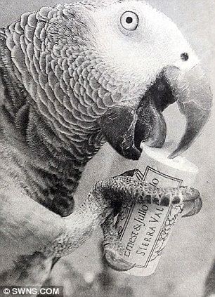 Oldest African Grey Parrot