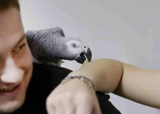 african grey parrot bite