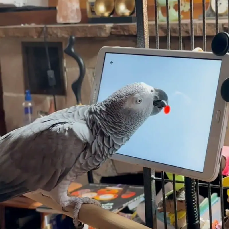 intelligence of african grey parrot