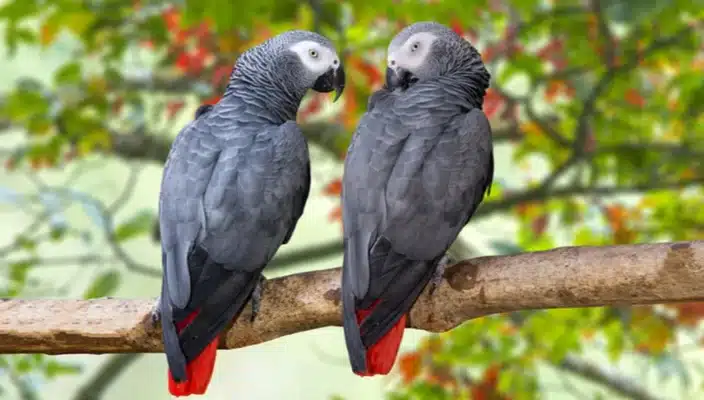 african grey parrot male or female