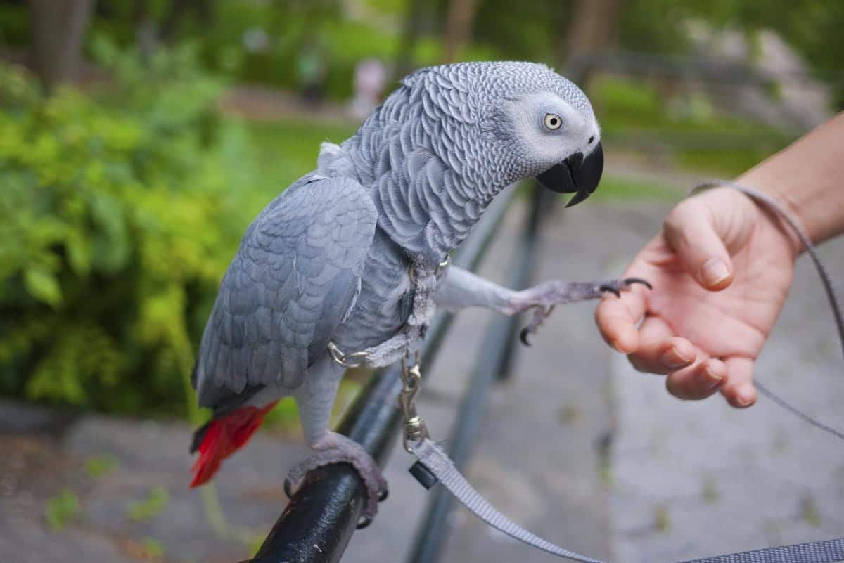african grey parrot bite