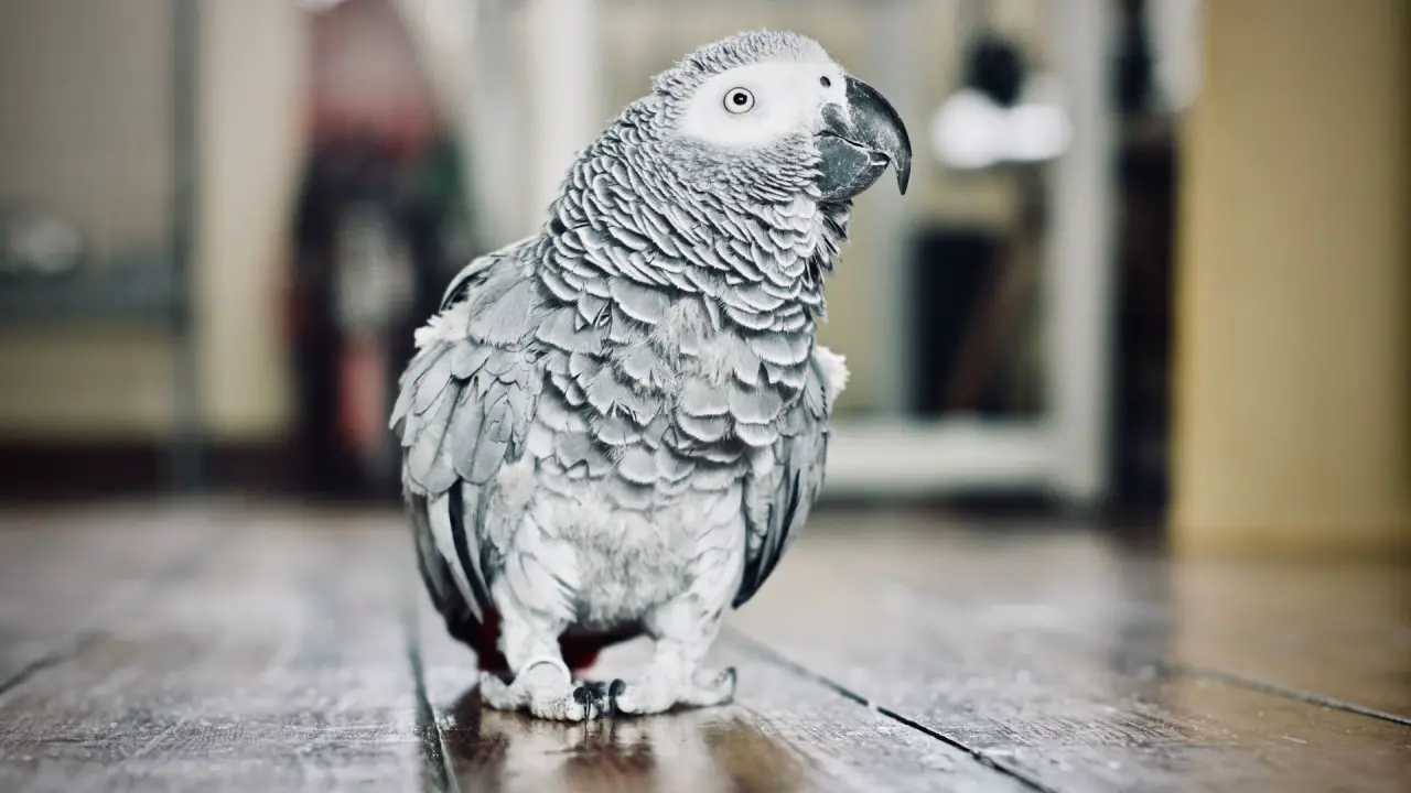 african grey parrot feather 