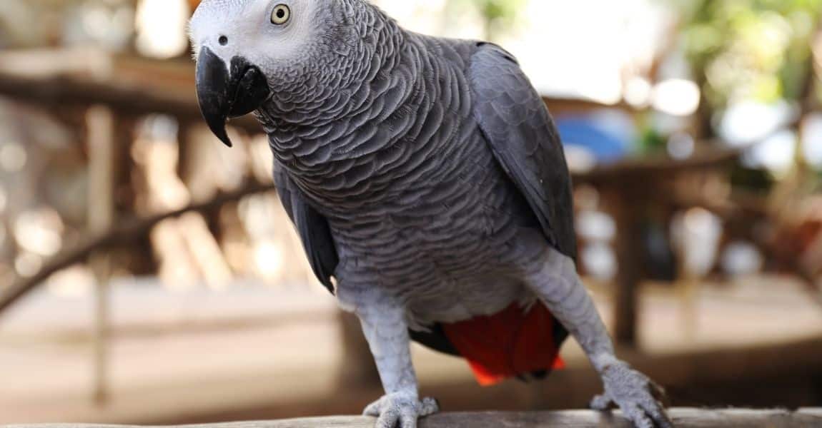 african grey parrot bite