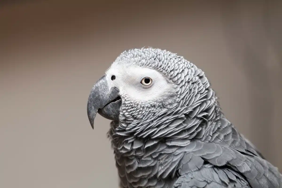 african grey for sale $500