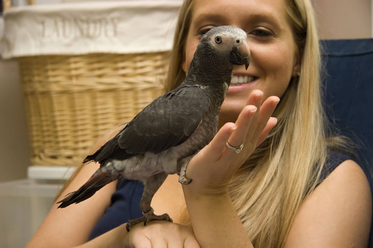 adopt african grey parrot