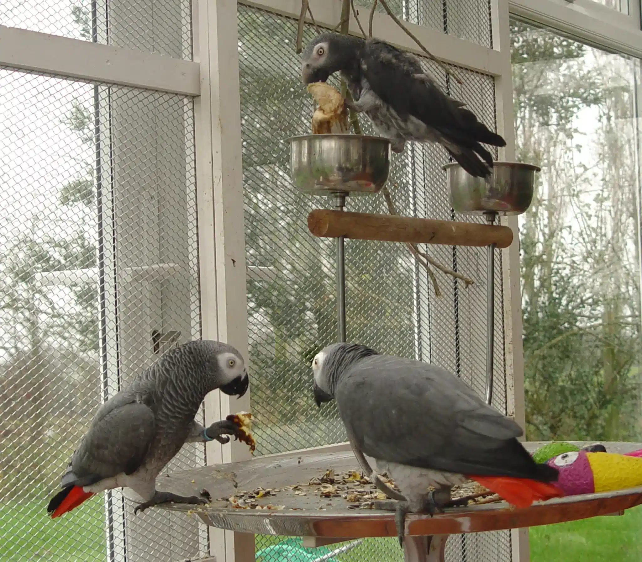 adopt african grey parrot