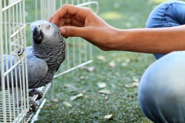 adopt african grey parrot