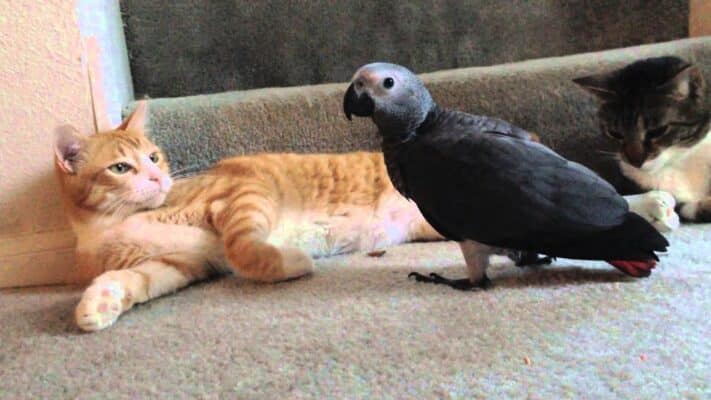 african grey parrot and cat