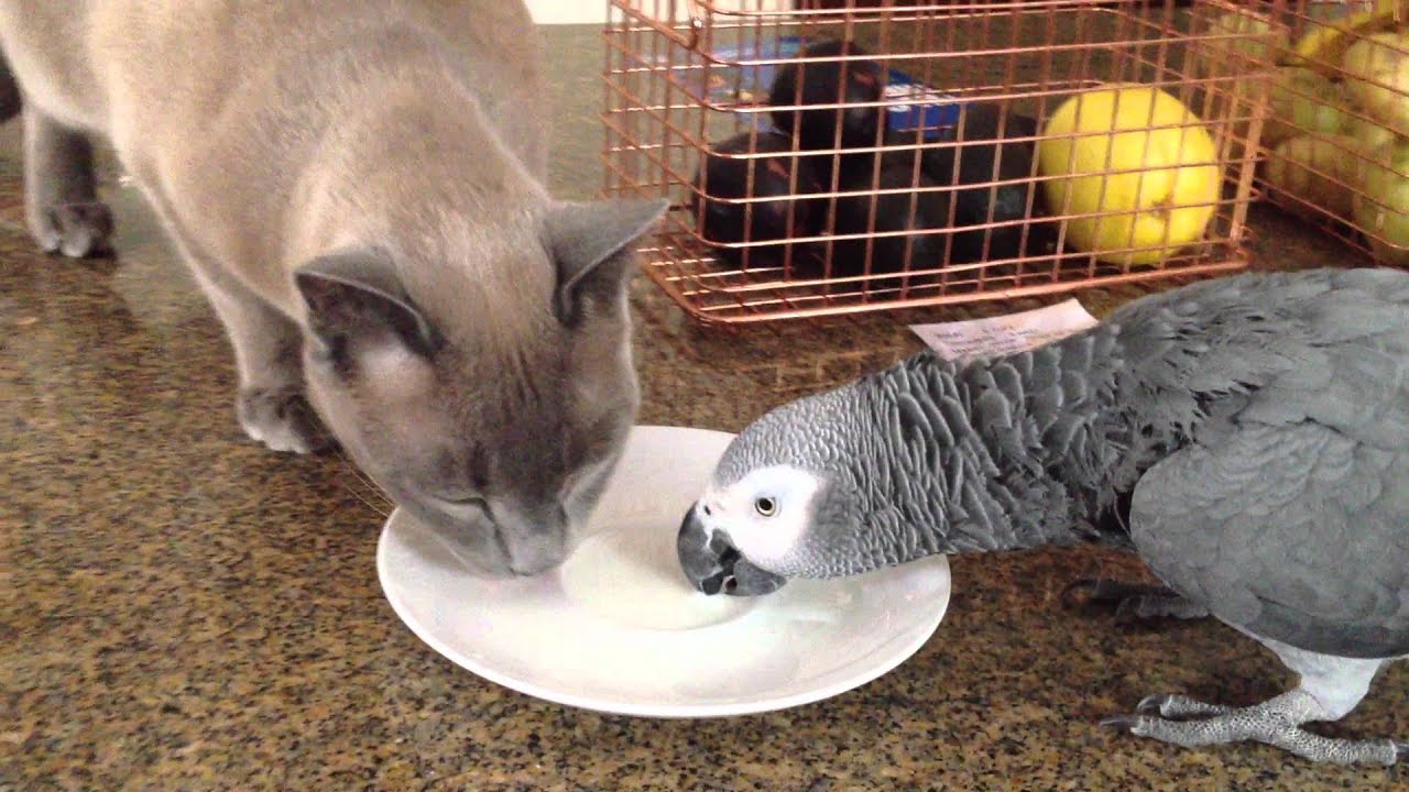 african grey parrot and cat