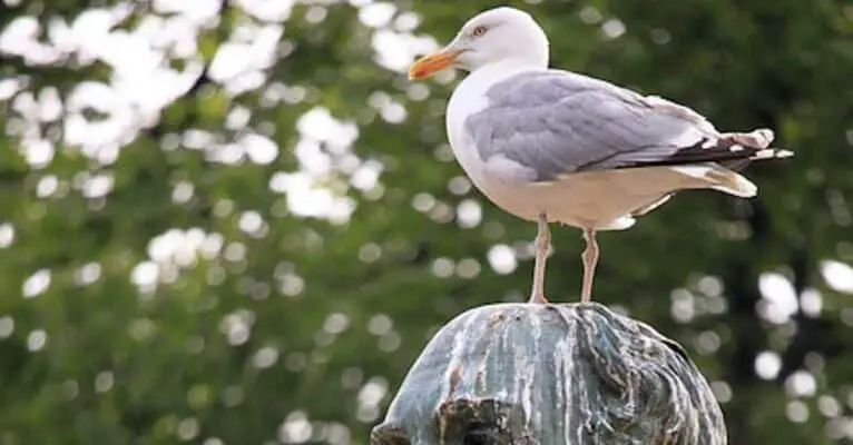 what do it mean when a bird poop on you