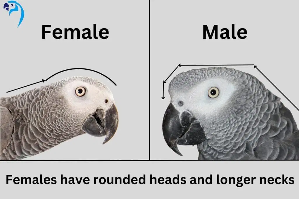 african grey parrot male or female