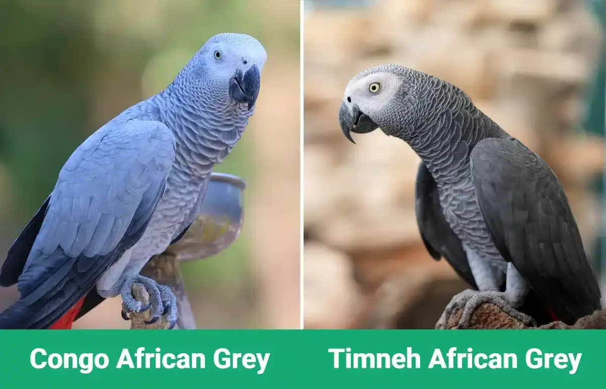African grey parrot Timneh vs Congo Comparison