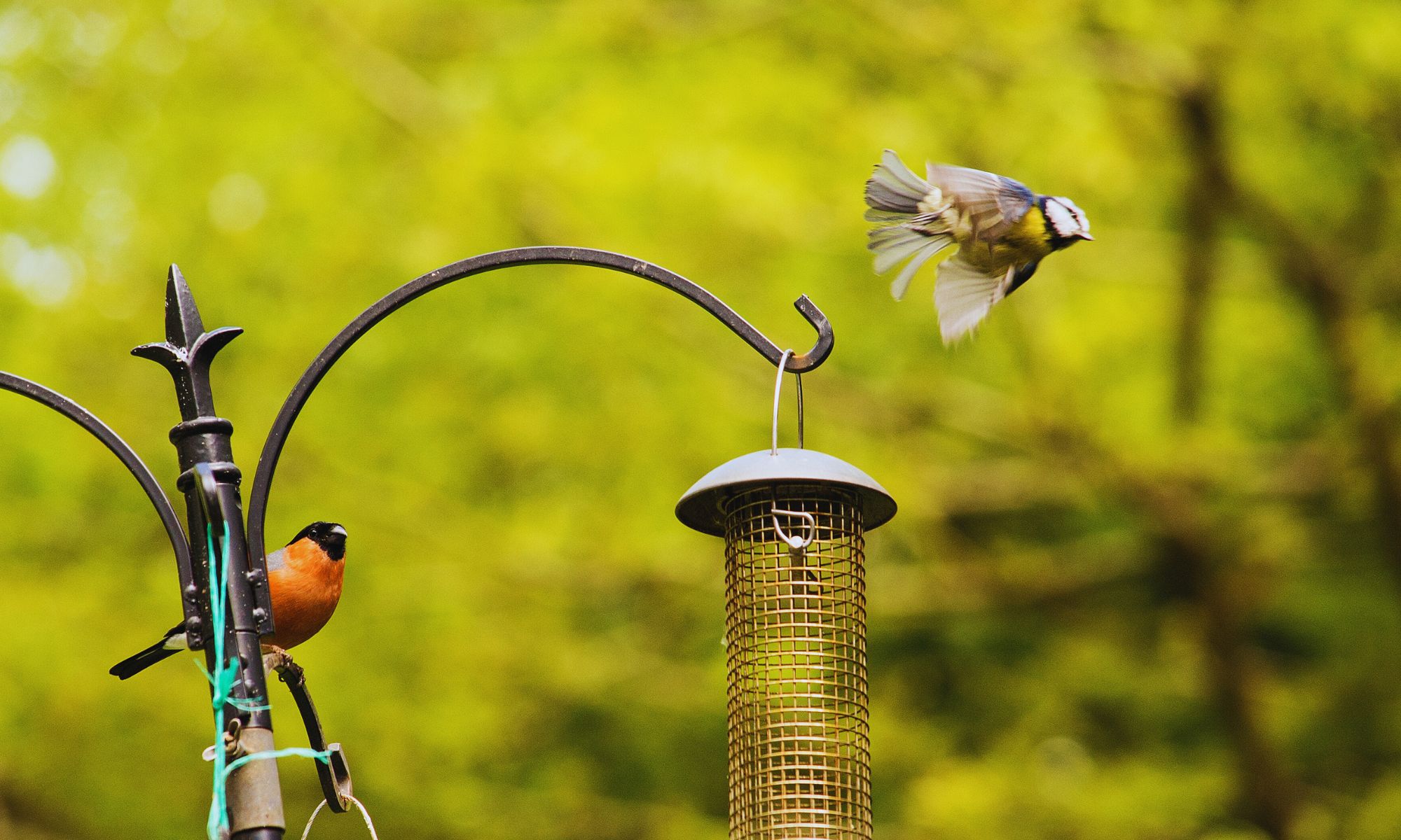 bird safe trees