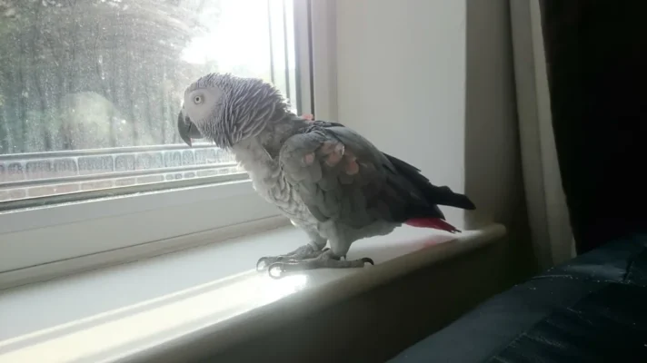how does a parrot get sun through the feathers