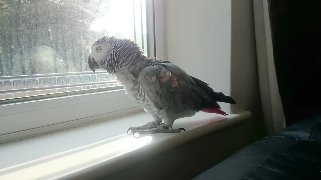 how does a parrot get sun through the feathers