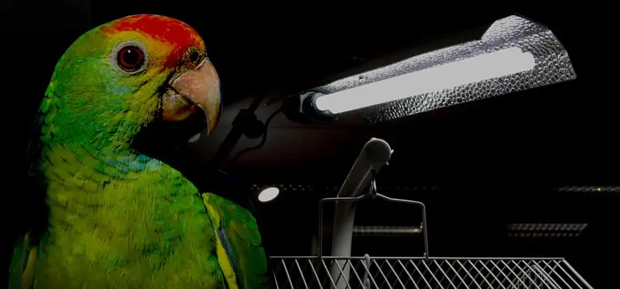 avian UV absorption and parrot UV exposure