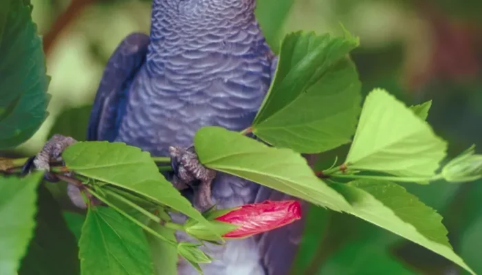 types of African Grey Parrots