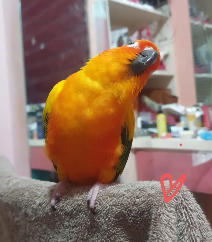 stargazing in parrots
