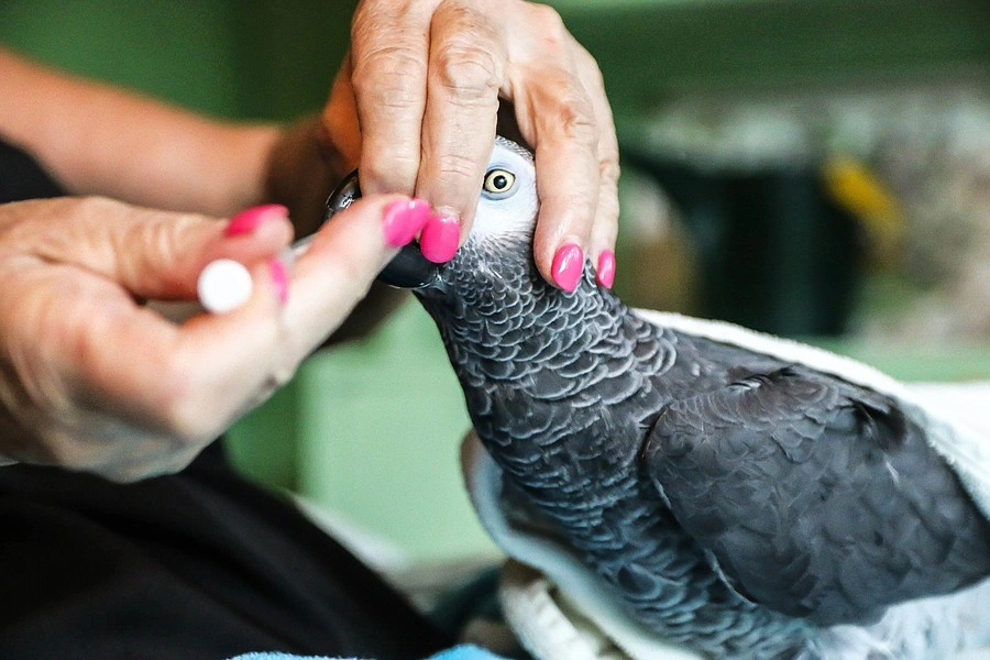 seizures in african grey parrots